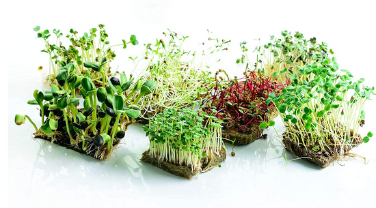 Microgreen Growing Mats - 8 Pack